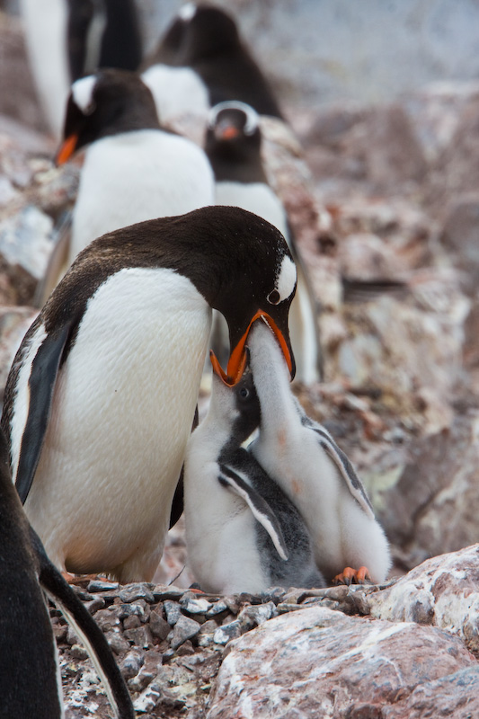 Gentoo Penguin Feeding Chicks